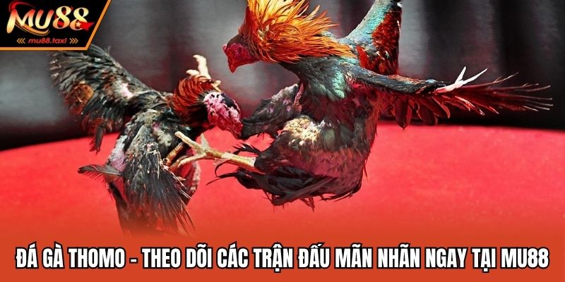 Đá Gà Thomo - Theo Dõi Các Trận Đấu Mãn Nhãn Ngay Tại MU88